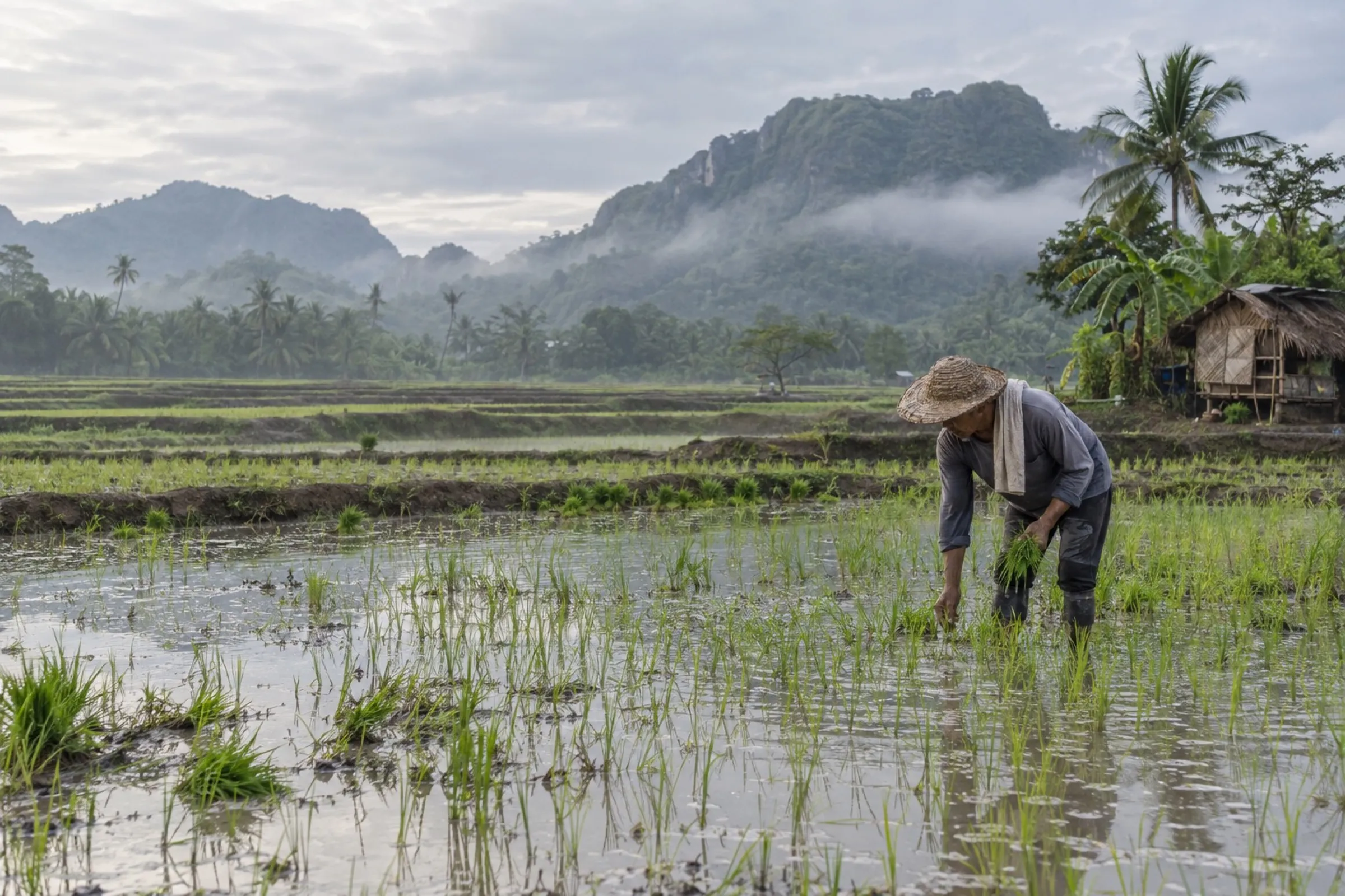 A farm field in the Visayas